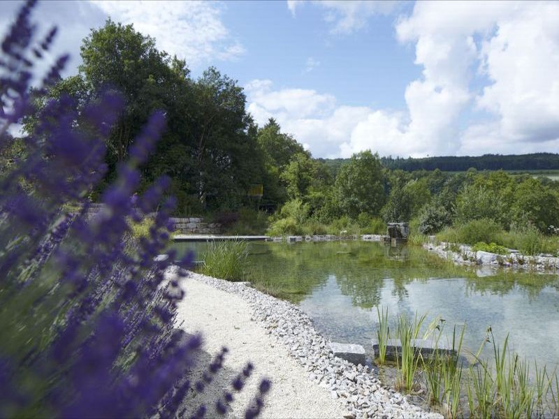 Schwimmteich mit Lavendelbusch